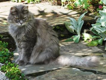 Merlin's 12th birthday 011