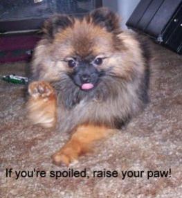 missy paw