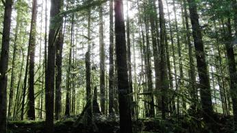 mistytreesscaled