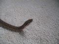 Miyu the childrens python