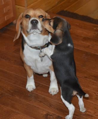 mocha and bug