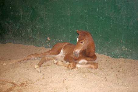 Molly's Filly day 2