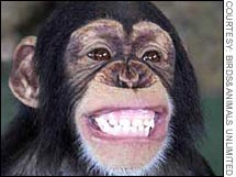monkey 03