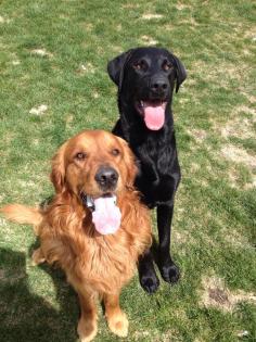 Moose and Jr