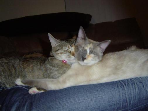 More cuddling.  Lacey is the white one and Fancy is the brown tabby.  They're sisters from the same litter but look nothing alike!