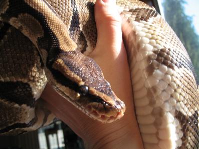 Mozza enjoying the sun