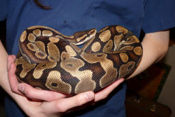 Mozza the ball python