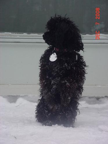 MrTsnowposing