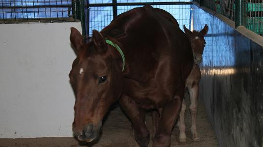 Ms D Colt 18 Jan 2012