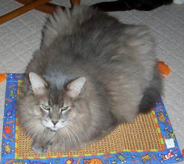 Murphy on his favorite scratchpad
RIP Murphy 1-15-11