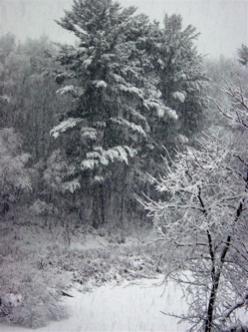 My back yard