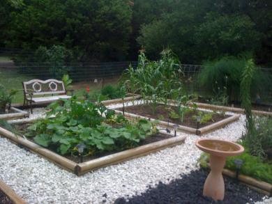 my backyard garden