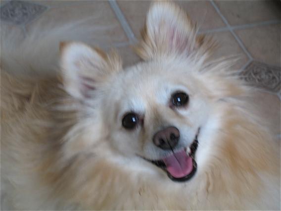 My beautiful boy Shatzy. His name is German which means "little treasure".