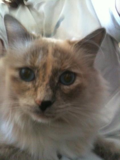 My beautiful Daphne.  Gorgeous blue eyes.  Unfortunately, a box of rocks is smarter.  She loves to chew paper, cardboard and wires.  Also loves to lick plastic bags.