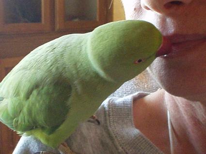 My beautiful, nice, Indian ringneck.  He has his ring now and looks even more beautiful.