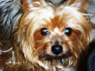 MY BOSSY YORKIE
TOBY