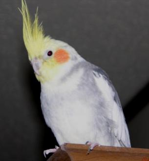 My cockatiel