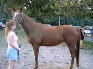 My daughter's horse Posey- I was taking the pic- not holding the horse :)