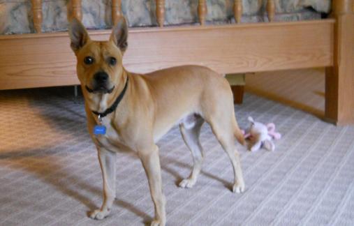 My Dingo