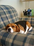 My dog Fred