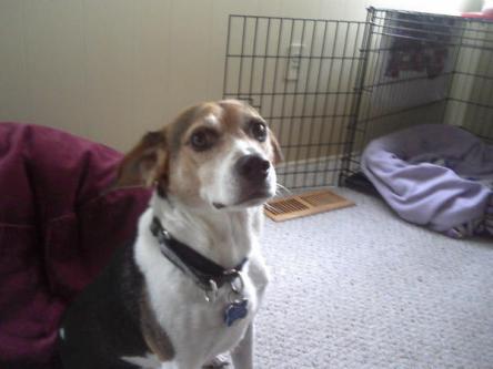 My dog Jackson