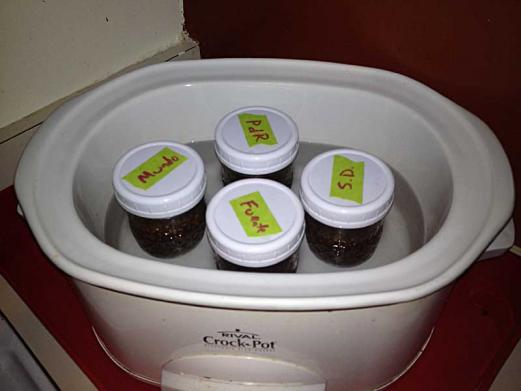 My first four cigars in their jars, in the crock, running on "low" overnight...