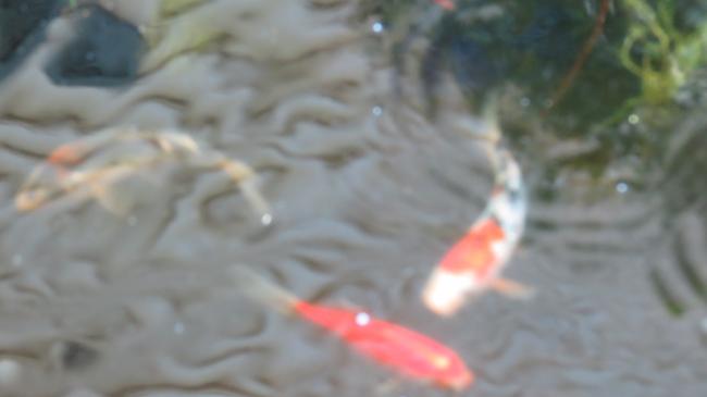 My fishies