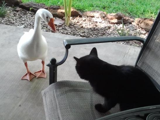 My Gabby goose and cat Bella :-)
