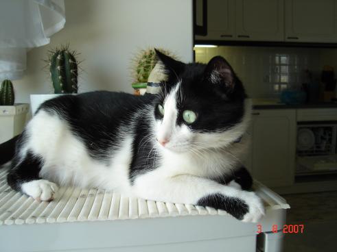 My Gipsy