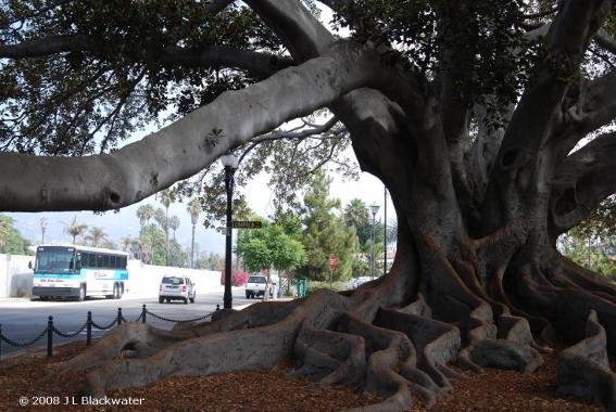 My Great Grandfathers Tree!  Well he didn't plant it but he admired it and read a Bat Masterson book under it, When they owned a bed and breakfast in SB. My Grandfather did the same many years later, And yes I read the same book under the same tree 100 yrs later. Lots of history and storys about this lovely fig tree.