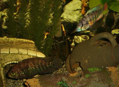My Jack Dempsey and Victorian