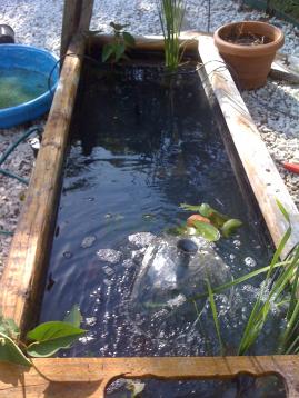 my koi tank in the garden