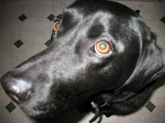 My My jacko... what a big nose you have!