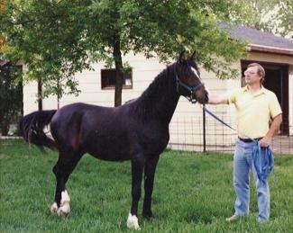 My new horse! Prince 7/8 Arab / Saddle
2 yr old colt