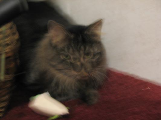 my new kitty 004