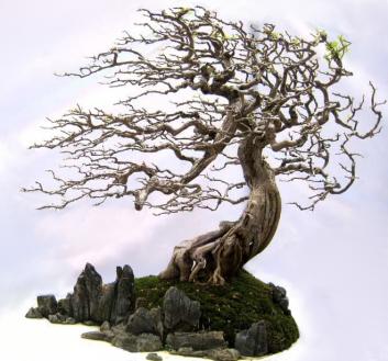 My photoshopped tree - Bonsai finito
