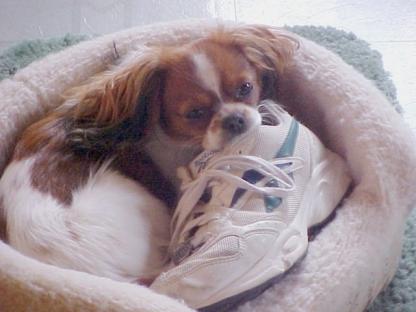 My Shoe  -  yes!  He brings my shoes each morning!