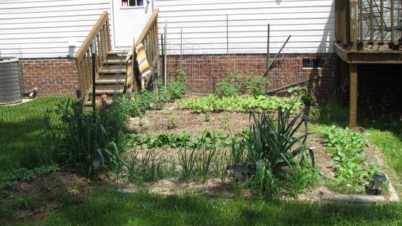 my vegetable garden