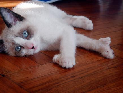 NAME: Lambchop
AGE/SEX: F/2yrs

A Poly-dactyl Siamese (of the snowshoe persuasion).