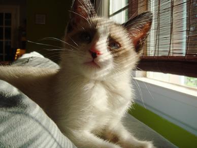 NAME: Lambchop
AGE/SEX: F/2yrs

A Poly-dactyl Siamese (of the snowshoe persuasion).