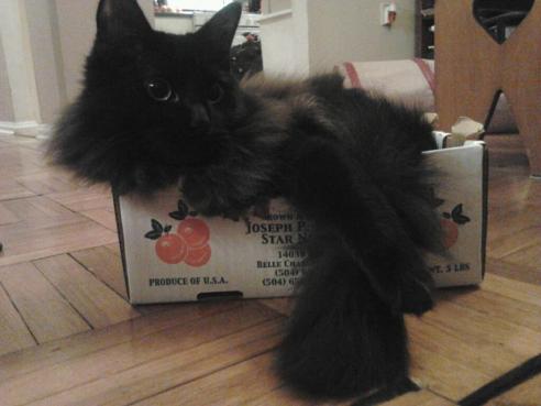 NAME: Monster aka Mr. Sister
AGE/SEX: M/1yr

"Hewwo! i'm a fuwwy satsuma."