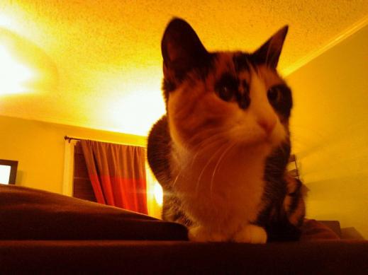 NAME: Munky
AGE/SEX: F/10yrs

My 1st cat. The vet says she's now considered a "geriatric". lol