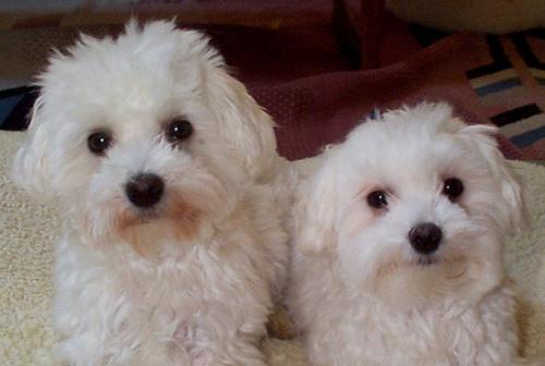 New Puppies