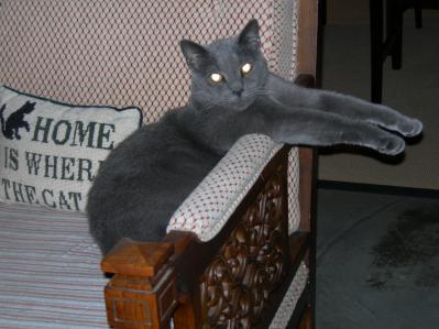 Newman (always loves to have his front legs stretched out in front of him)