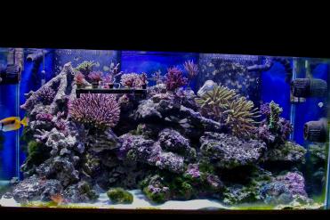 nice full tank shot