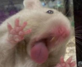 NOM NOM NOM