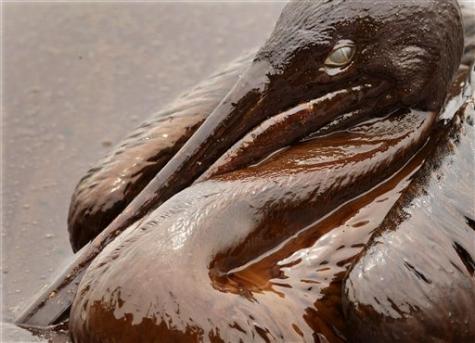 oiled brown pelican
