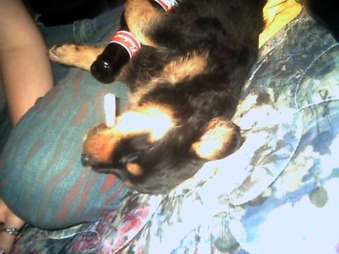 Old avatar - my "drunk" rotty "Coco"