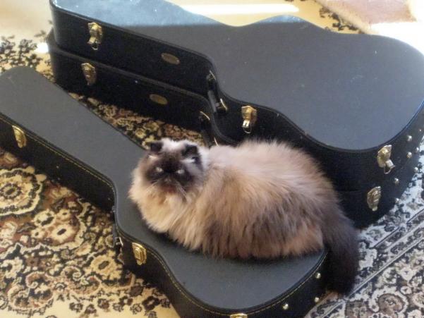 Oliver likes my guitar cases