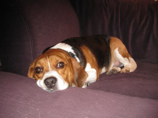 omgtoocutefred